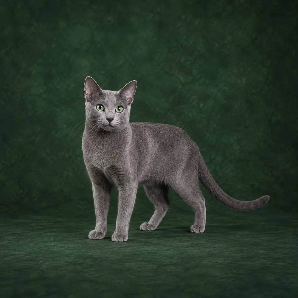 Portrait généré de Korat