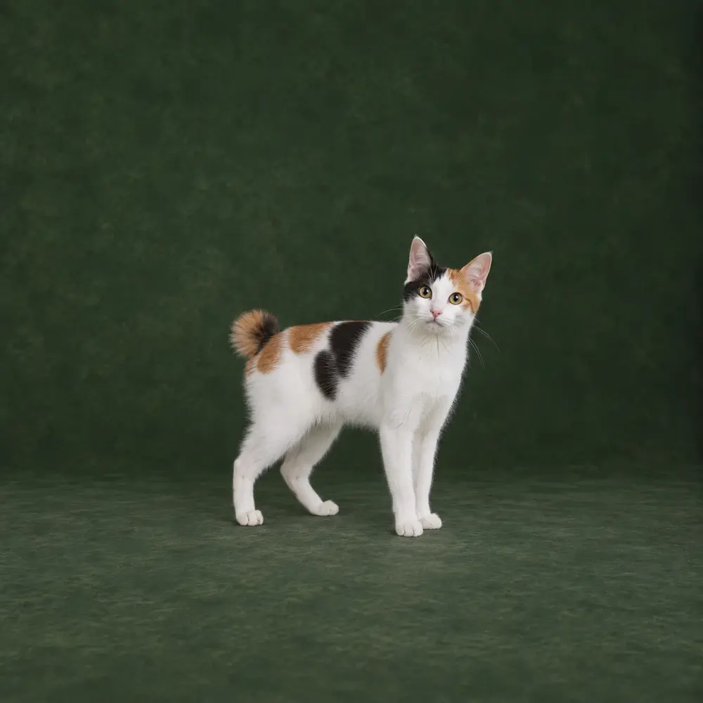 Portrait généré de Bobtail japonais