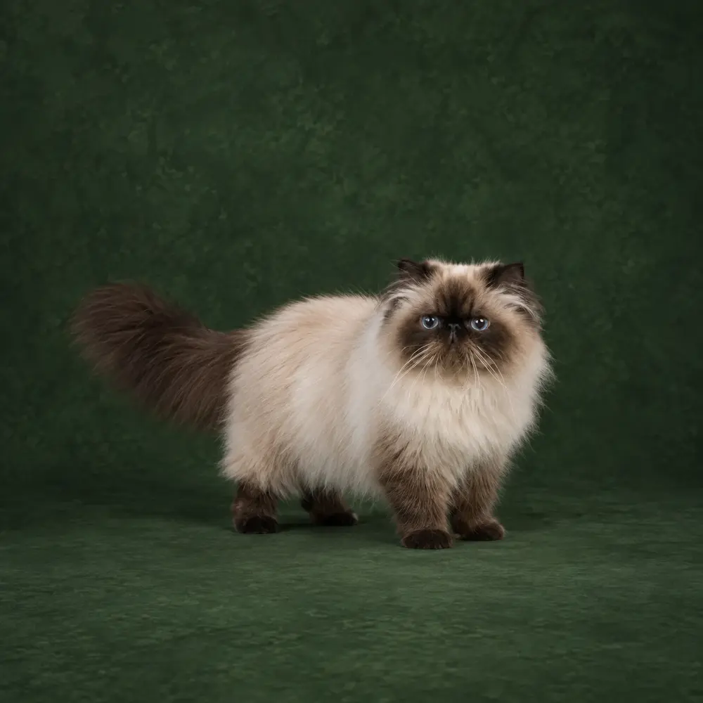 Portrait généré de Himalayen