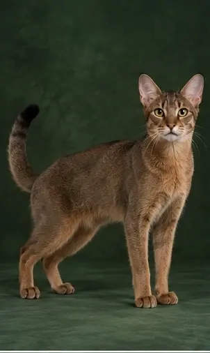 Portrait généré de Nebelung