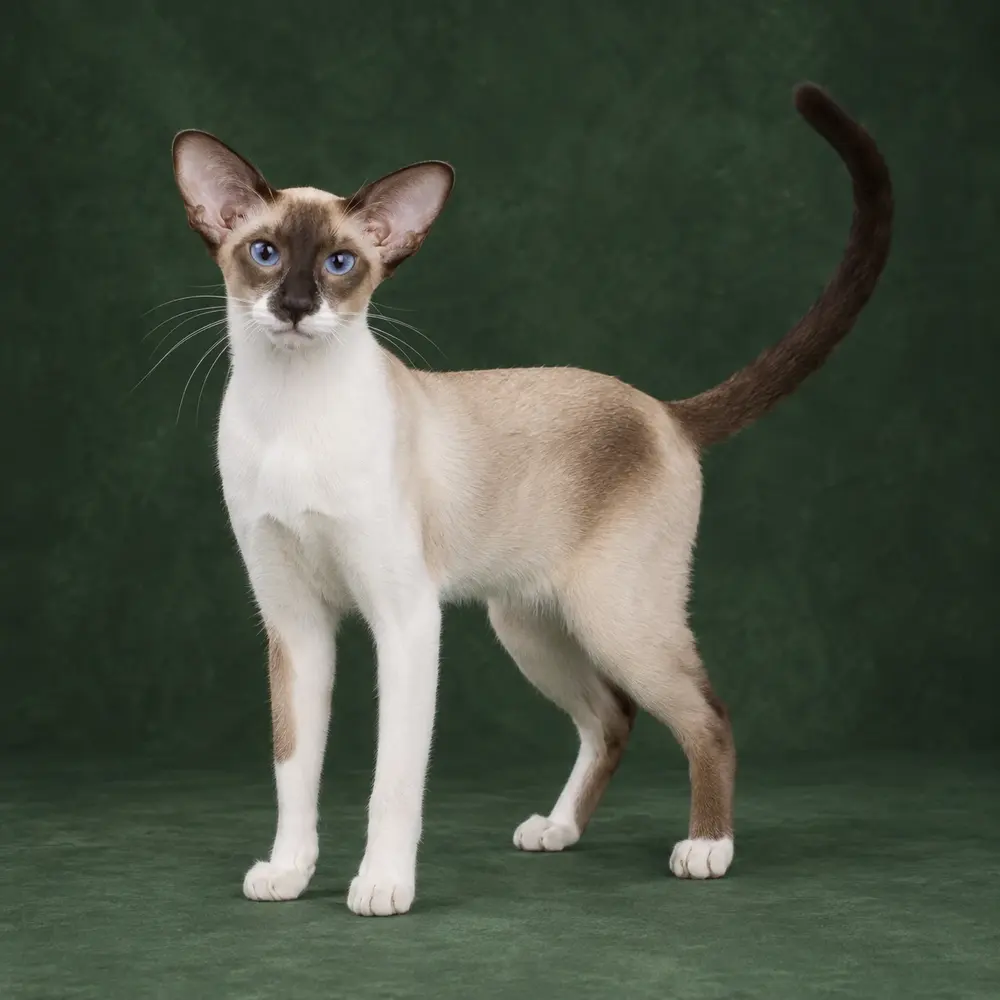 Portrait généré de Seychellois Shorthair