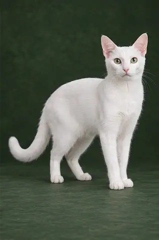 Portrait généré de Russian White