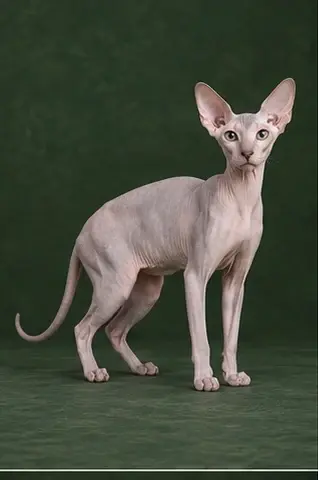 Portrait généré de Peterbald