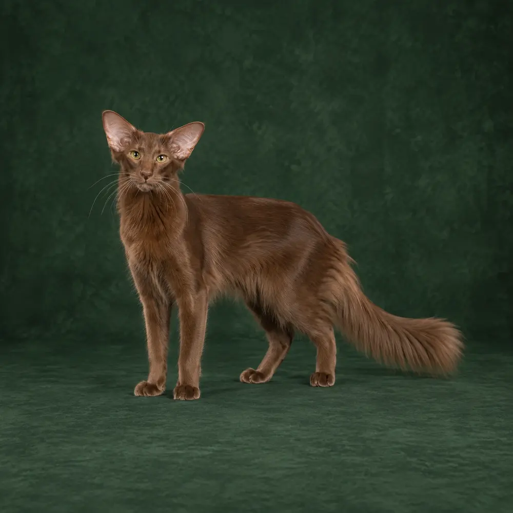 Portrait généré de Javanais