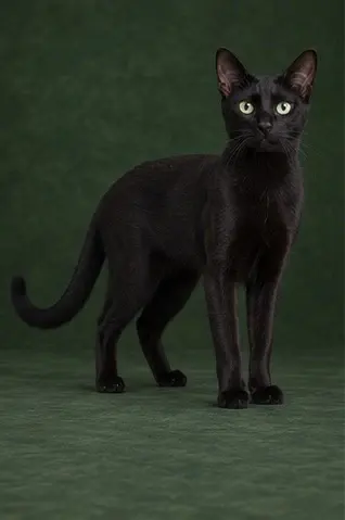 Portrait généré de Russian Black