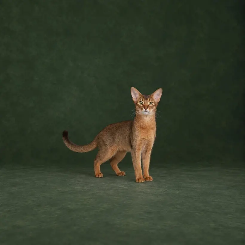 Portrait généré de Abyssin