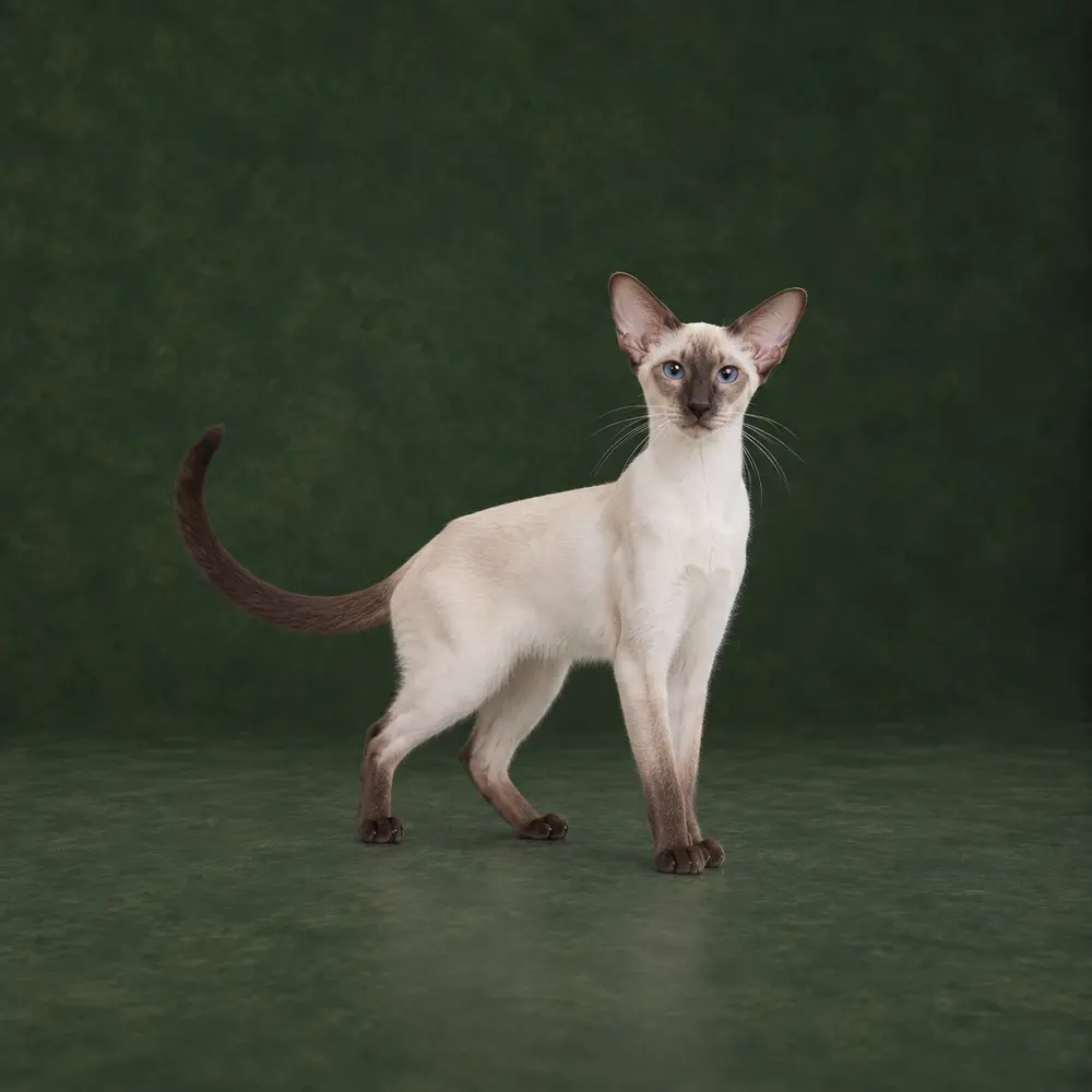 Portrait généré de Colorpoint Shorthair