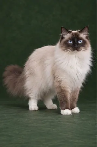 Portrait généré de Ragdoll