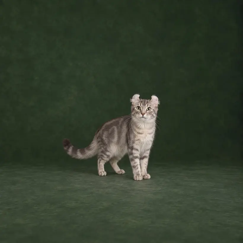 Portrait généré de American Curl
