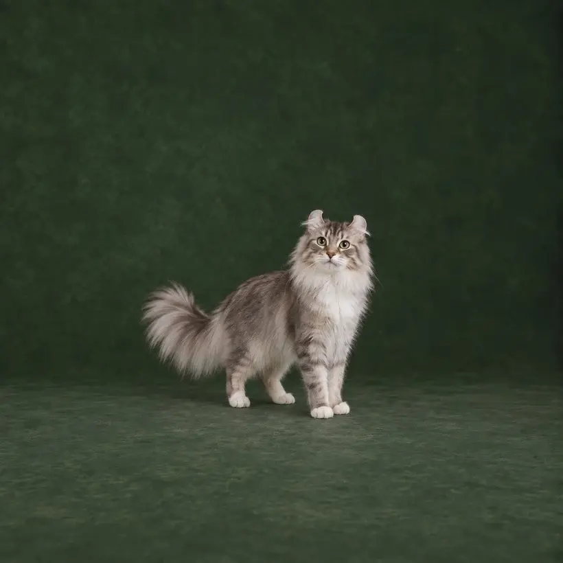 Portrait généré de American Curl Longhair