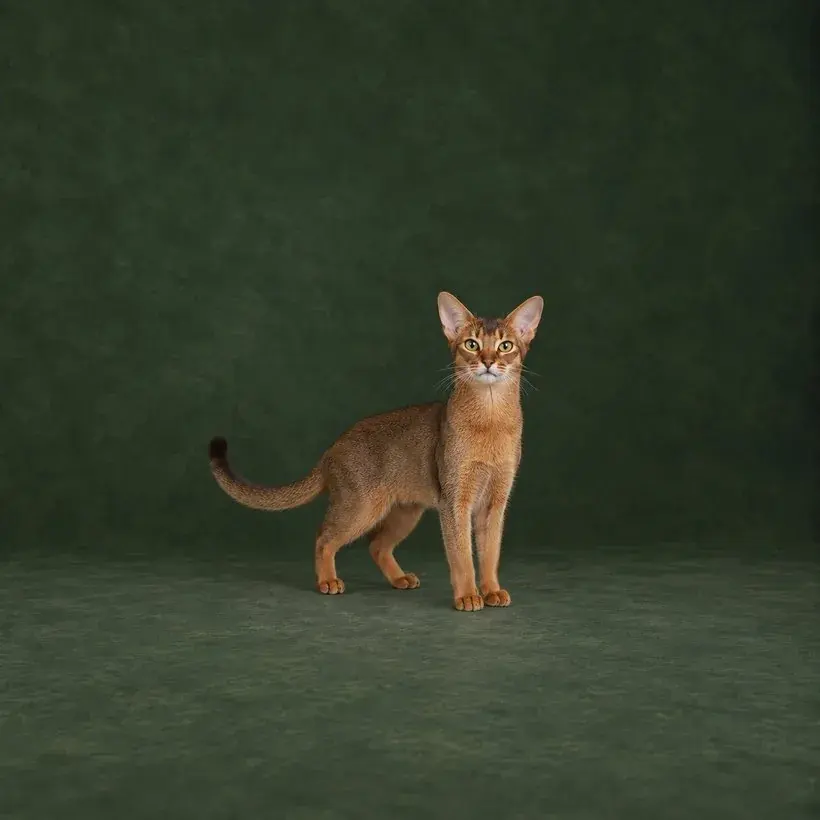 Portrait généré de Abyssin