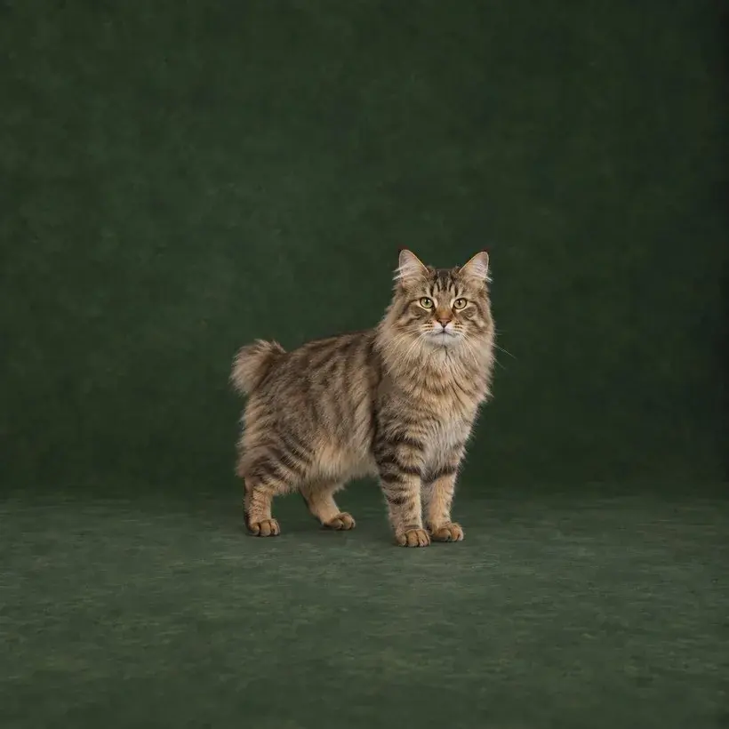 Portrait généré de American Bobtail Longhair