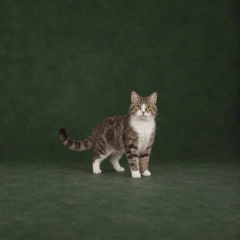 Portrait généré de American Wirehair