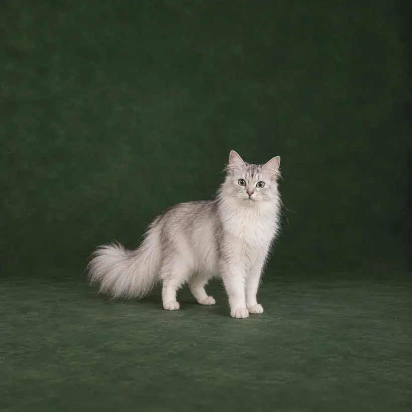 Portrait généré de Asian Longhair