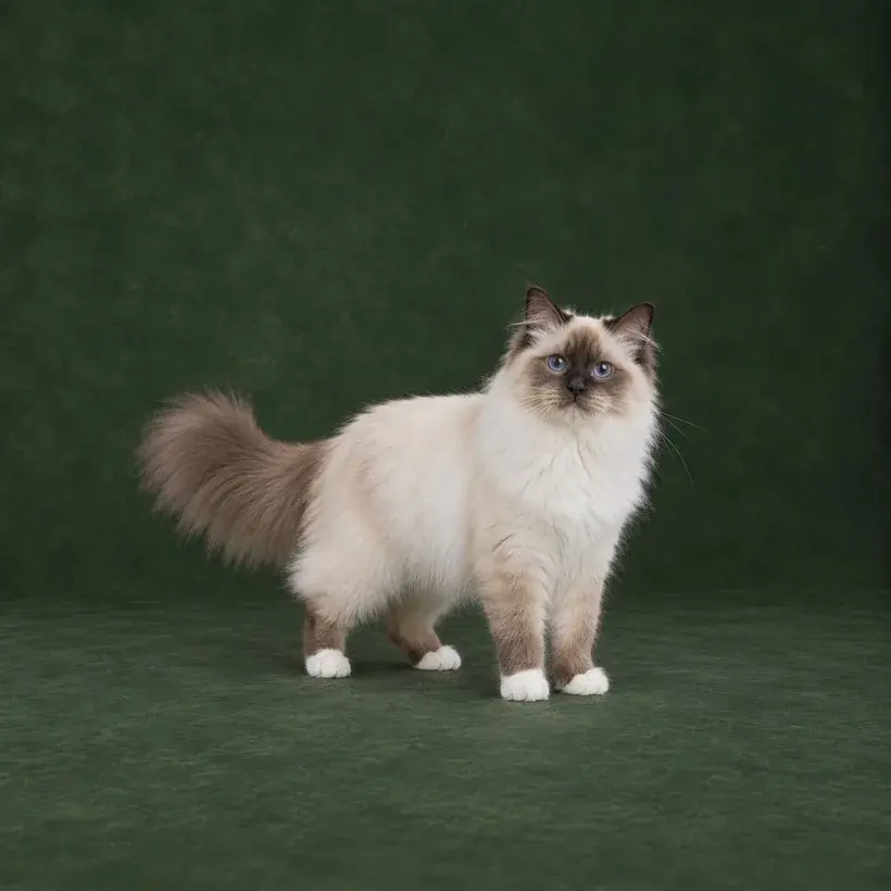 Portrait généré de Birman / Sacré de Birmanie