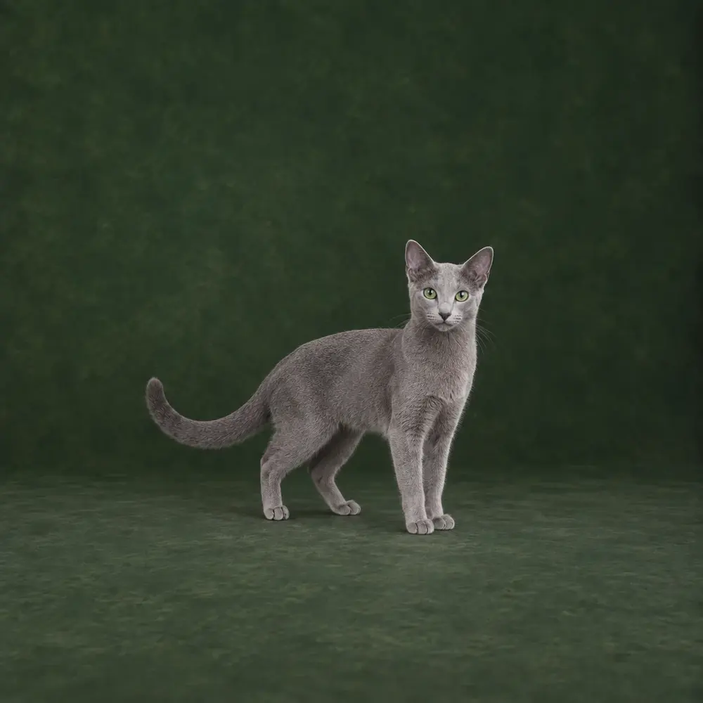 Portrait généré de Bleu russe