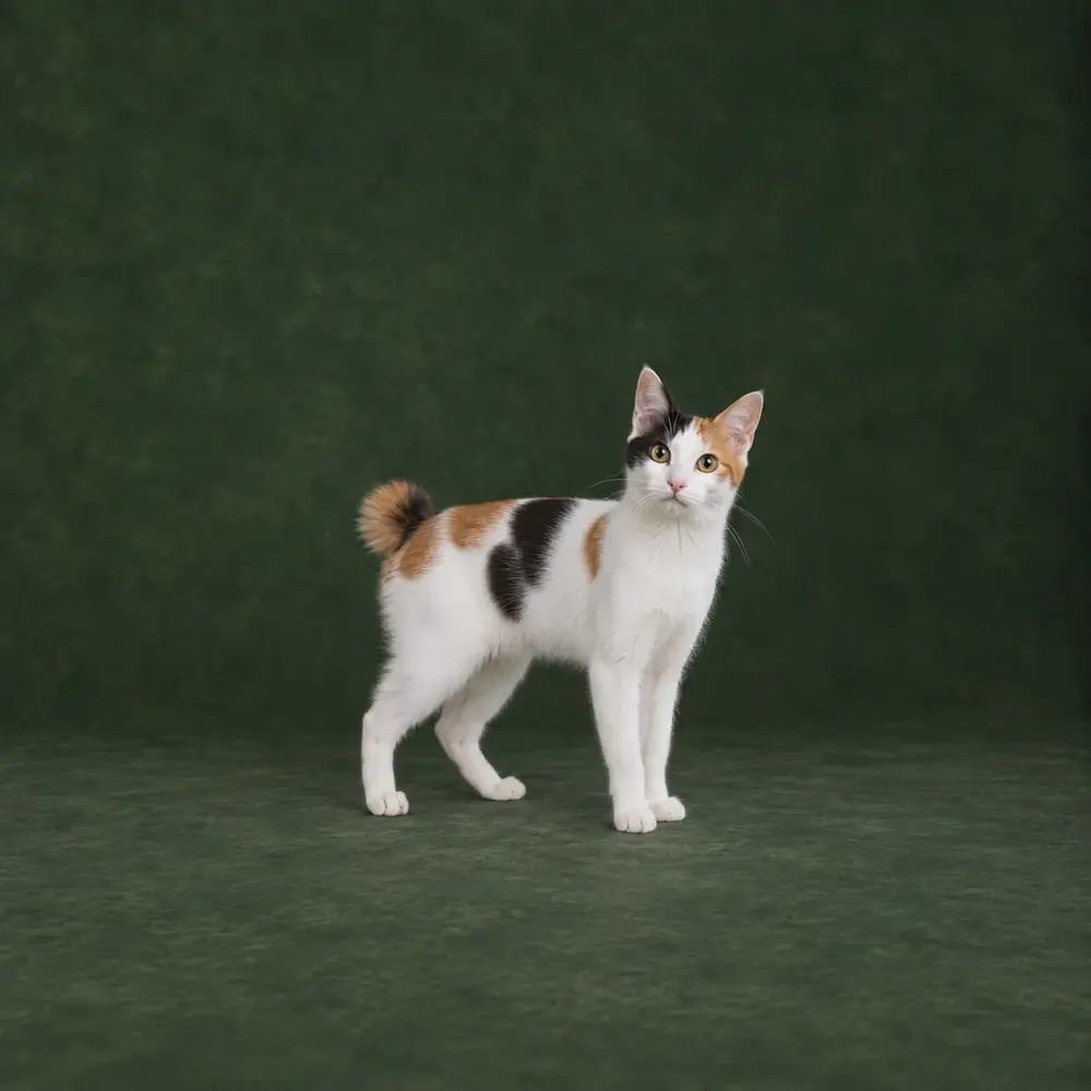 Portrait généré de Bobtail japonais
