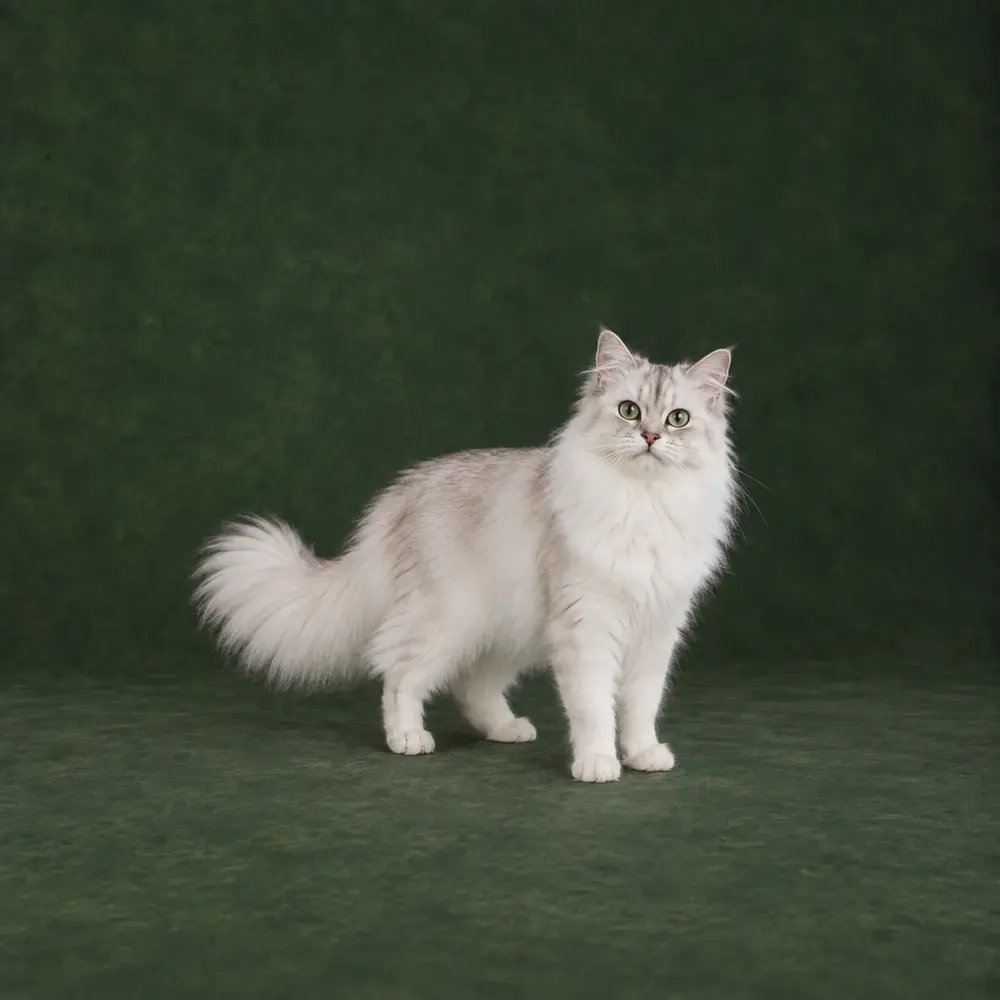 Portrait généré de Burmilla Longhair