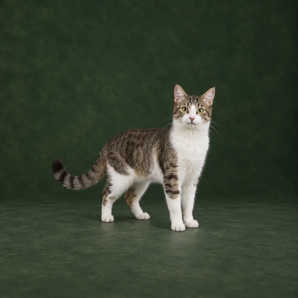 Portrait de Cyprus Cat
