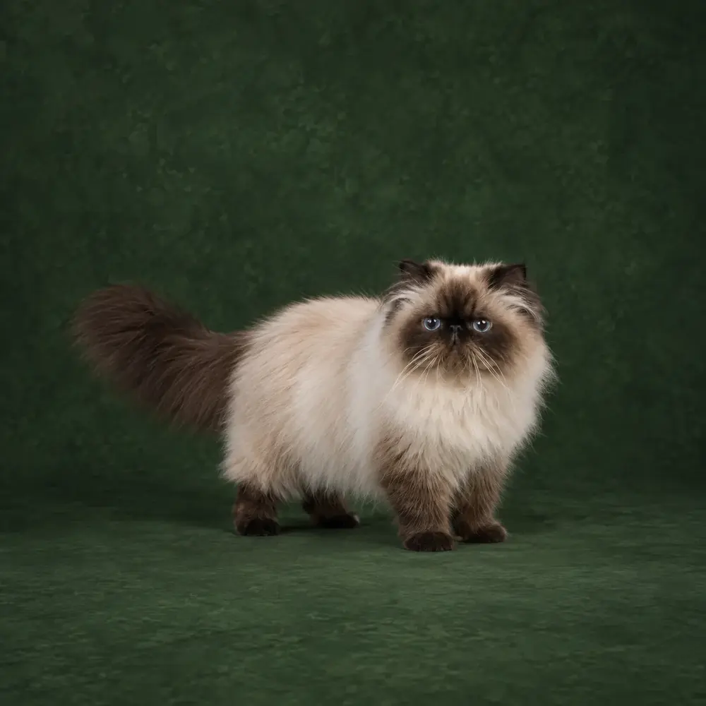 Portrait généré de Himalayen