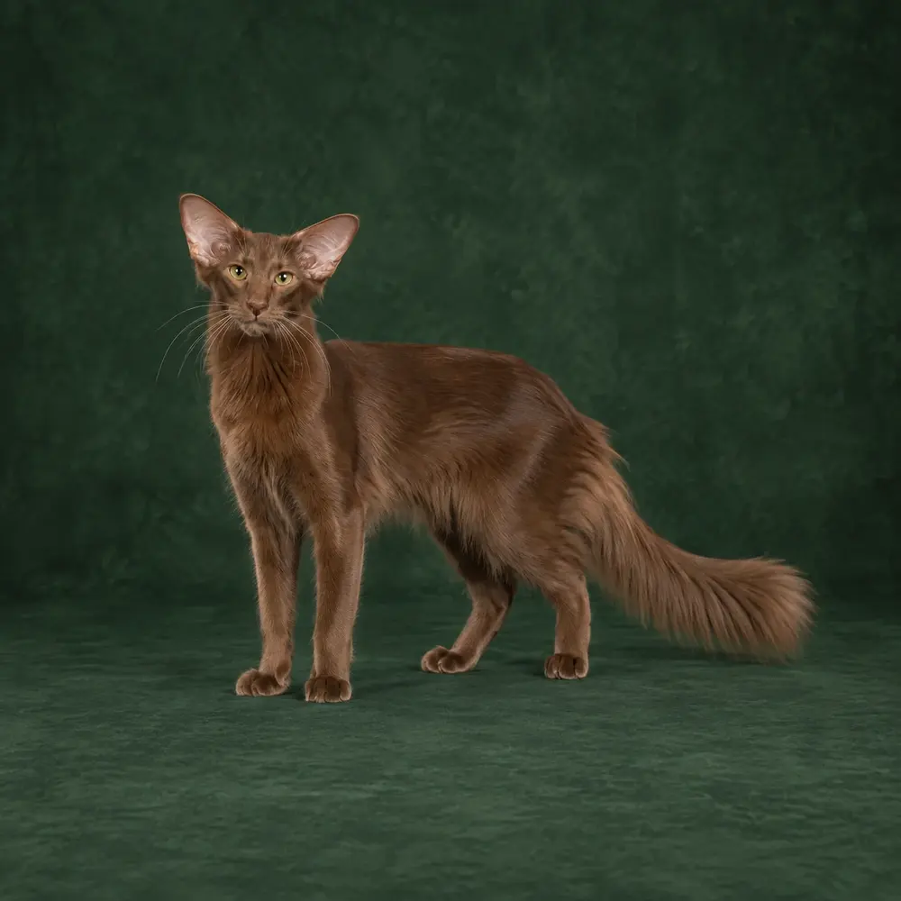 Portrait généré de Javanais