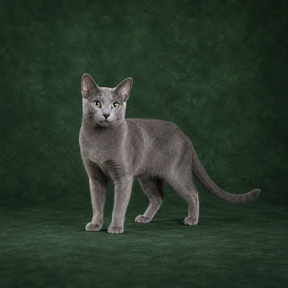 Portrait généré de Korat