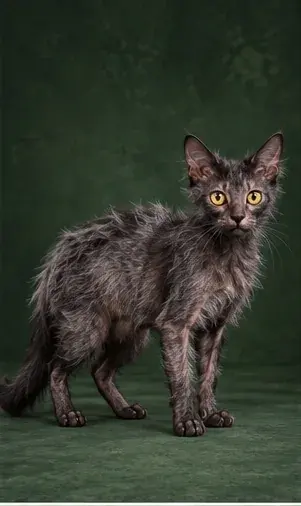 Portrait généré de Lykoi