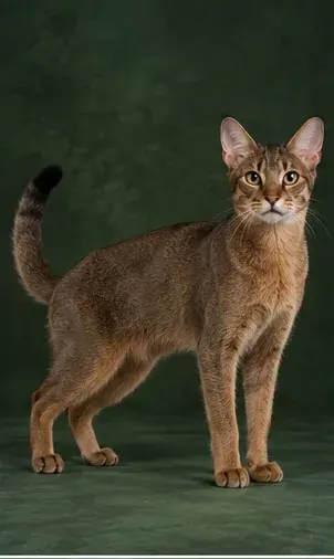 Portrait généré de Nebelung