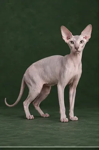 Portrait généré de Peterbald