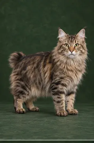 Portrait généré de Pixiebob Longhair