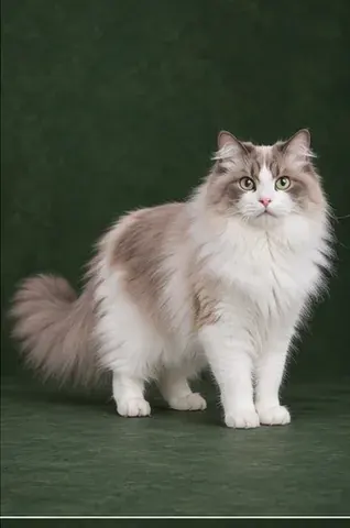 Portrait généré de RagaMuffin