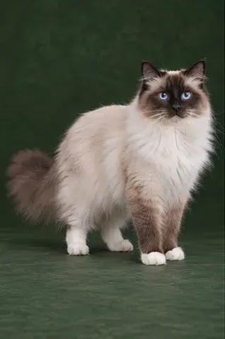 Portrait généré de Ragdoll