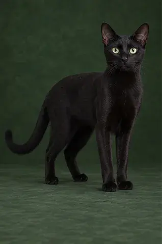 Portrait généré de Russian Black