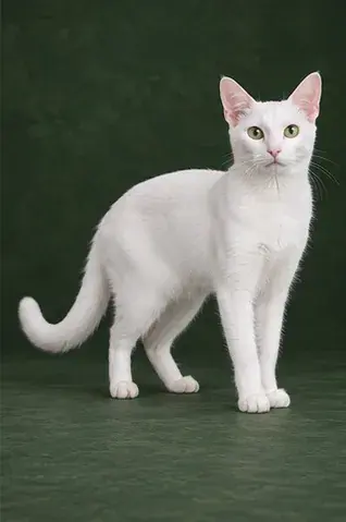 Portrait généré de Russian White