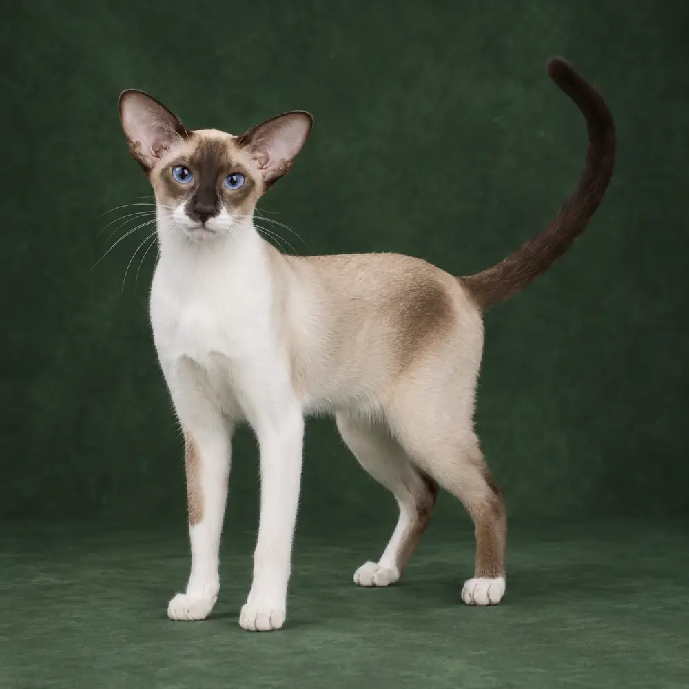 Portrait généré de Seychellois Shorthair