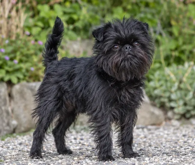 Affenpinscher