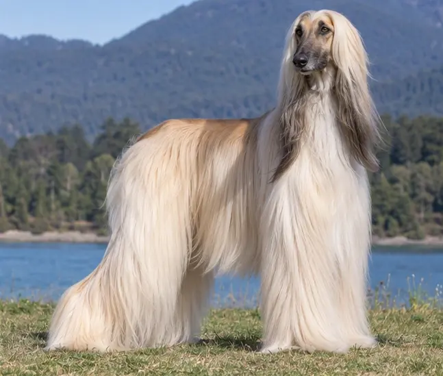 Afghan Hound