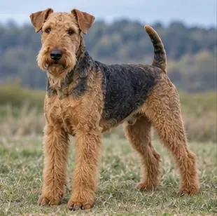 Airedale terrier