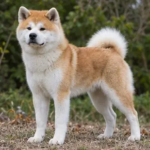 Akita