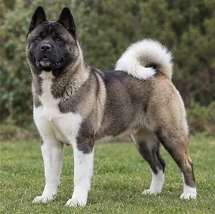 Akita américain