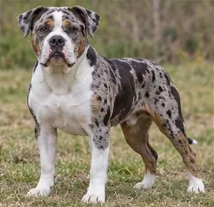 Alapaha Blue Blood Bulldog