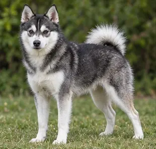 Alaskan Klee Kai
