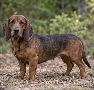 Alpine Dachsbracke