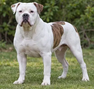 American Bulldog