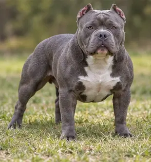American Bully