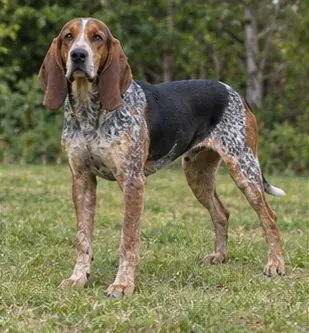 American English Coonhound