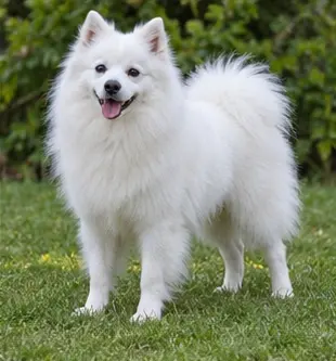 American Eskimo Dog