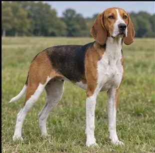 American Foxhound