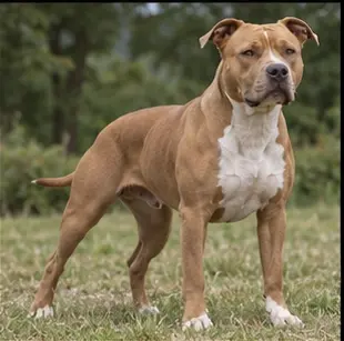 American Pit Bull Terrier