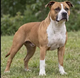 American Staffordshire Terrier